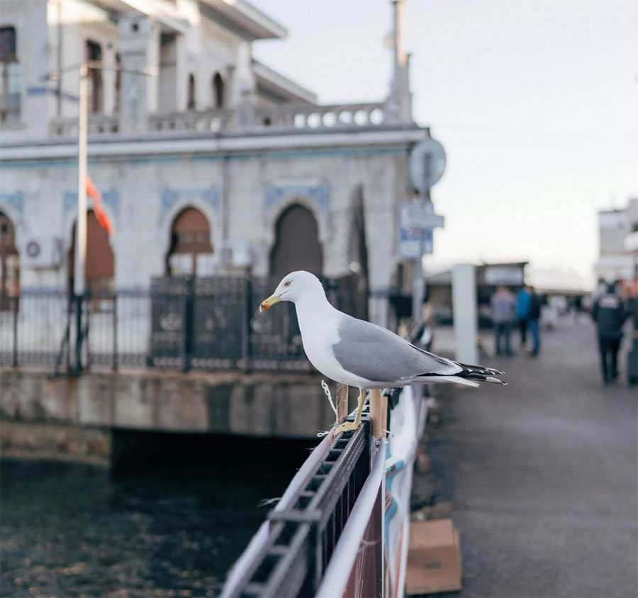 Princess Islands Full-Day Tour – A Peaceful Escape from Istanbul